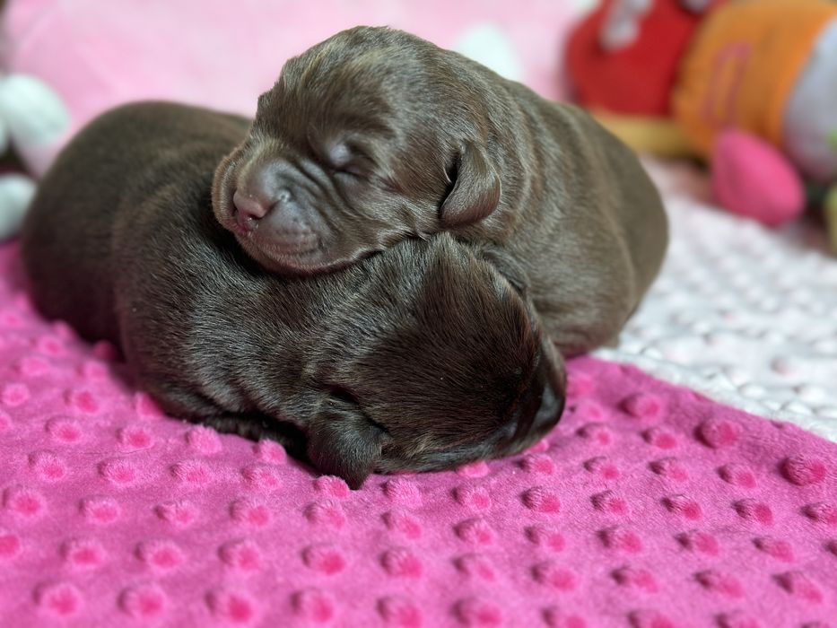 Labrador Retriever czekoladowe szczenieta