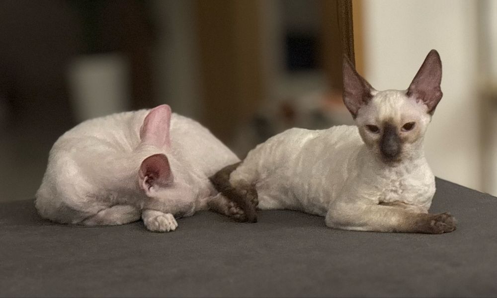 Cornish rex-kotek/ CatClubFeniks/FPL/FIFE
