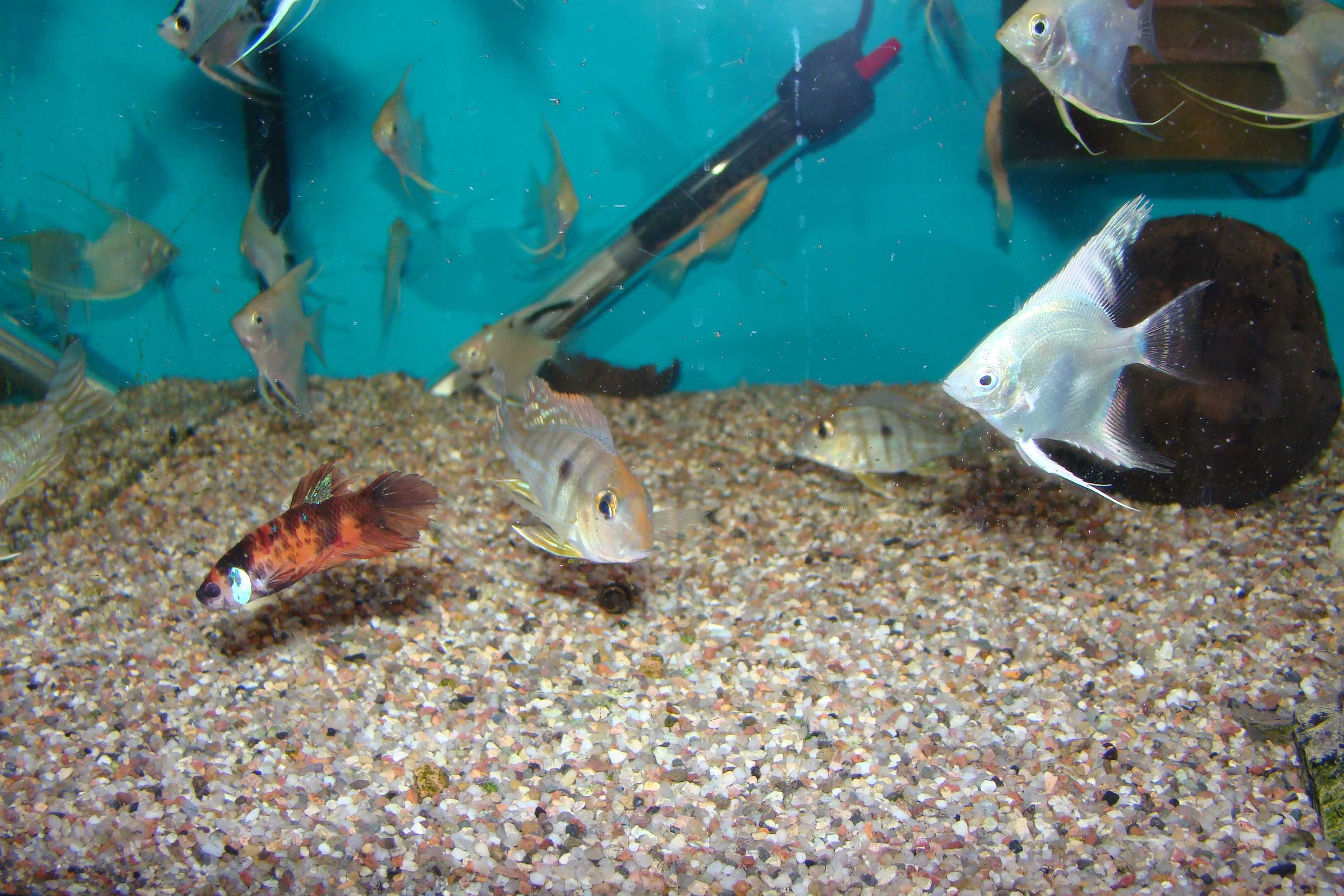 Ziemiojad red head tapajos