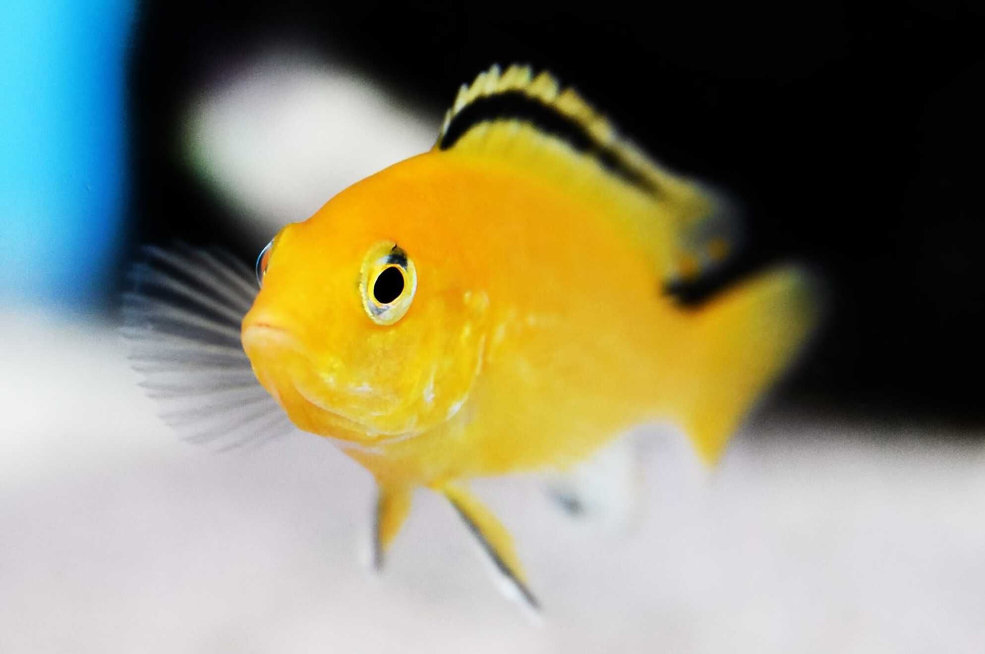 Labidochromis caeruleus yellow - dowóz, wysyłka