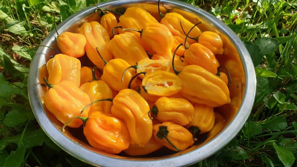 Продам насіння Habanero Yellow / Хабанеро Жовтий