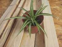 Planta Clorofito