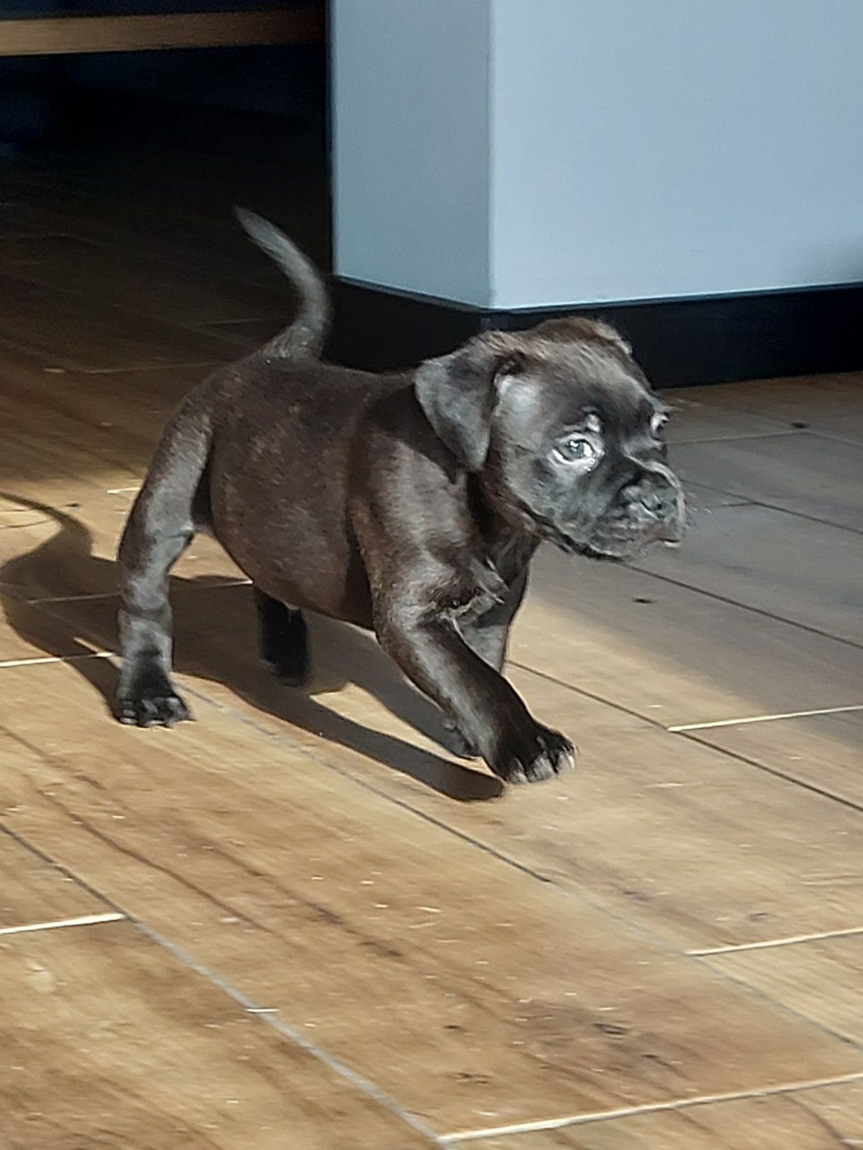 Staffordshire bull terrier piesek, staffik FCI