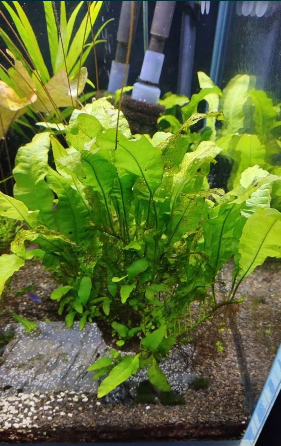 Microsorium pteropus