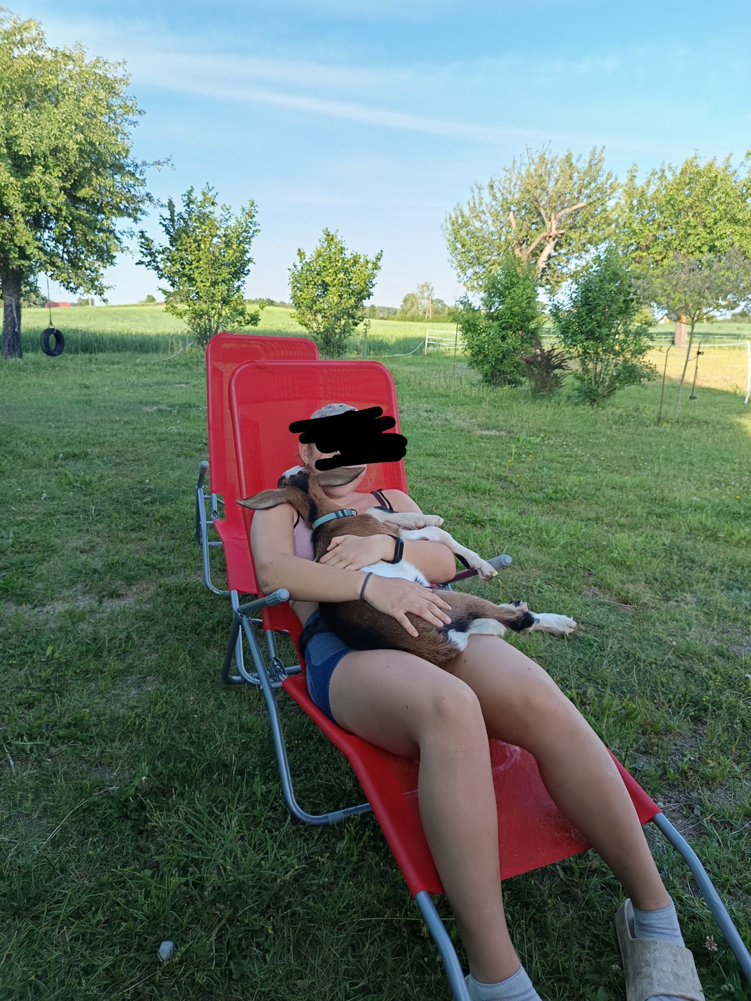 Dwa koziołki po ojcu anglonubijskim + możliwość sprzedaży z matką