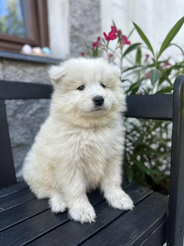 Suczka Samoyed Samojed Zapraszamy