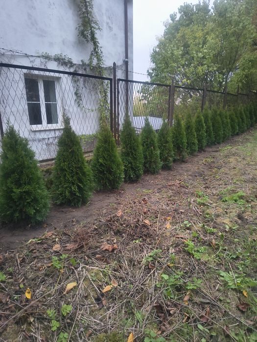 Tuja Szmaragd 8 zł