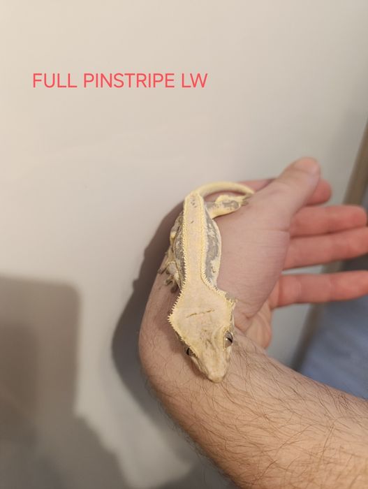 Gekony orzęsione Lily white