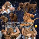 Венгерская выжла. Крепкие щенки