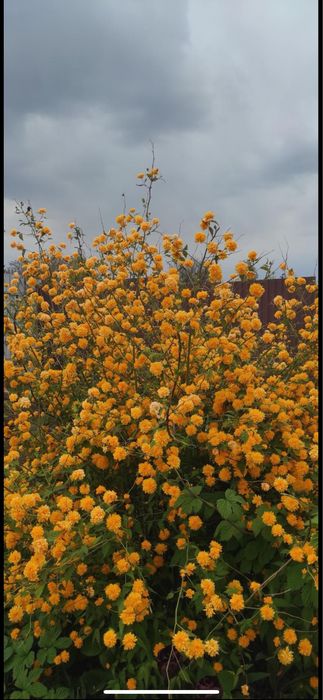 Продам надлишки багаторічних розслин з власного саду.