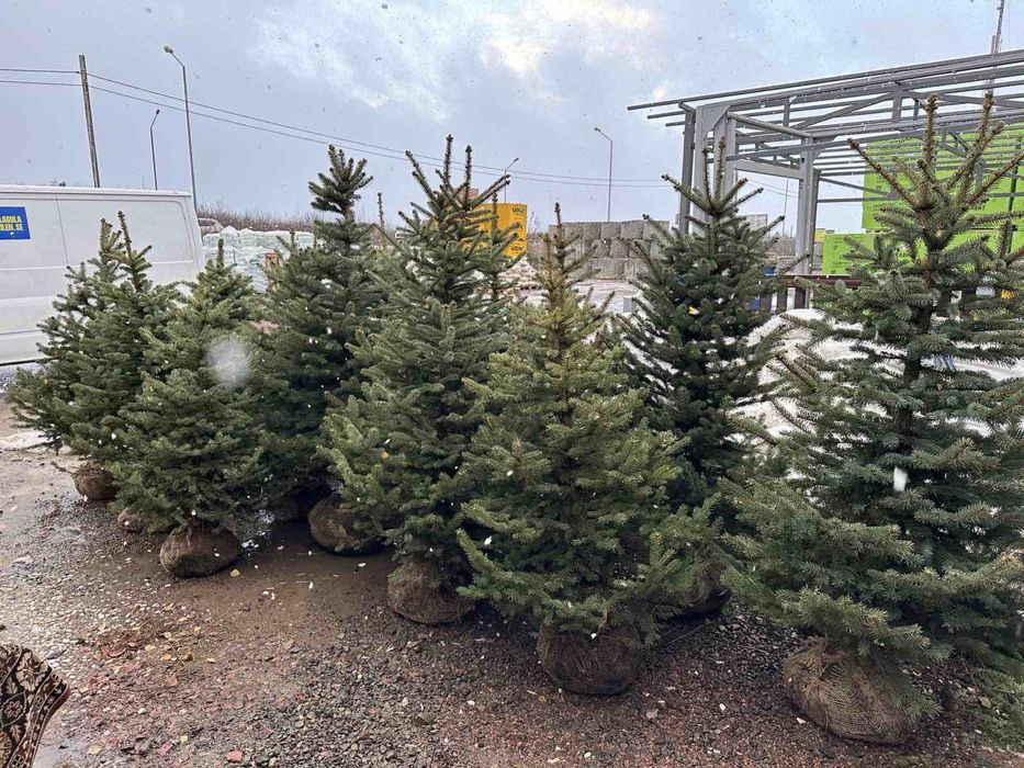 Ялинки живі в горщиках;Новорічні ялинки