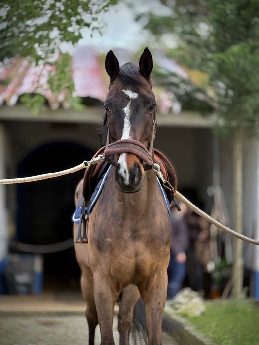 Cavalo KWPN/Falco