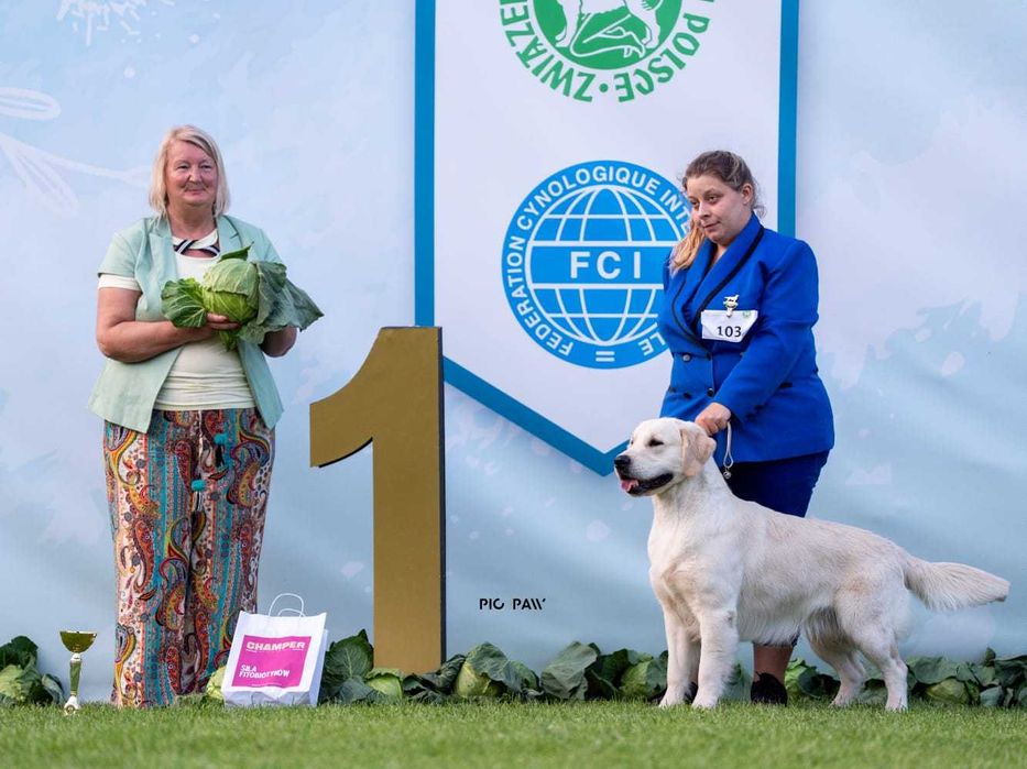 Golden retriever FCI ZKwP piesek po championie, dogoterapia badania