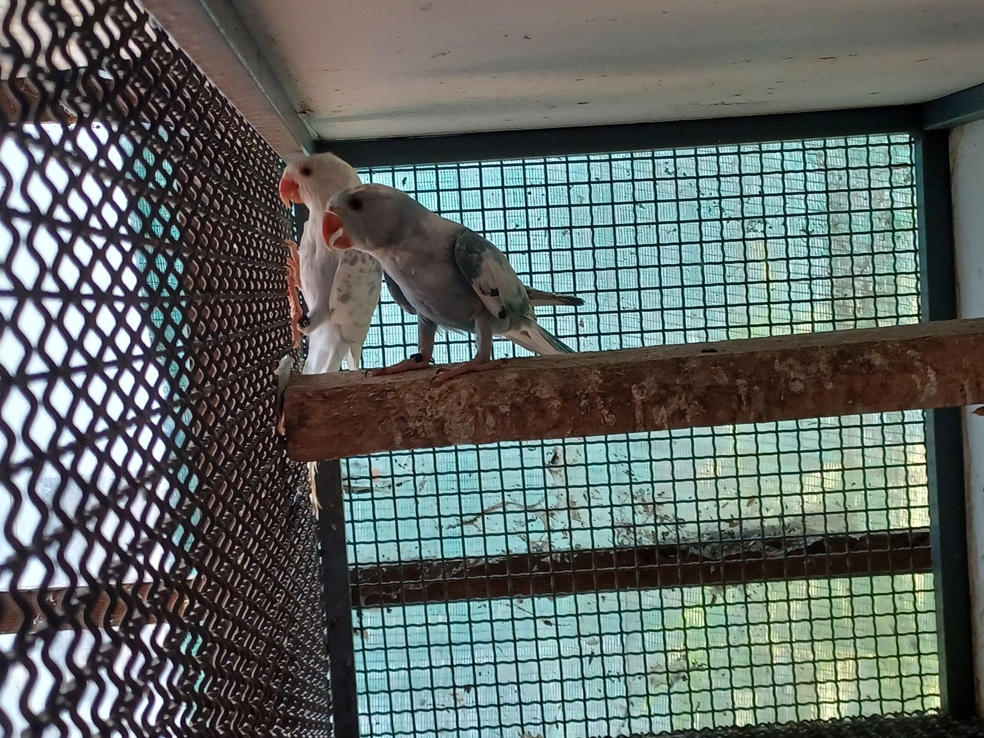 Ring neck  malhados