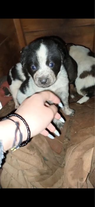 Терміново! Віддаю собачат!