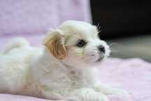 Coton de Tulear - szczeniak FCI
