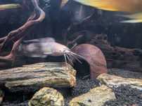 Sum Clarias 20.5cm