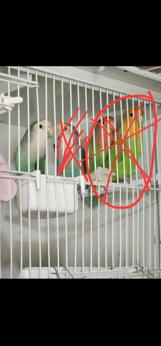 Agapornis criado a mão (muito meigo)