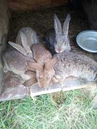 Продам кроликів на тримання