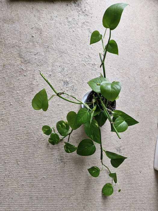 Peperomis, epipremnum,  hoja...