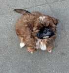 Shih-tzu- piesek