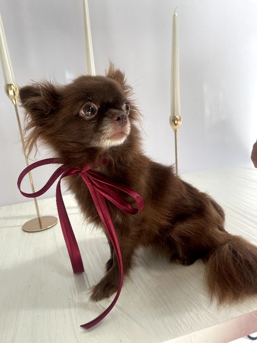 VIP Чіхуахуа шоколадна принцеса