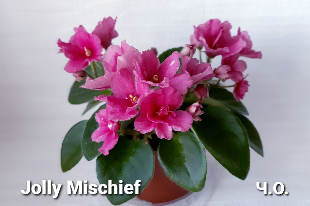 Вкорінені листочки фіалок напівміні/міні + с/з листи в подарунок