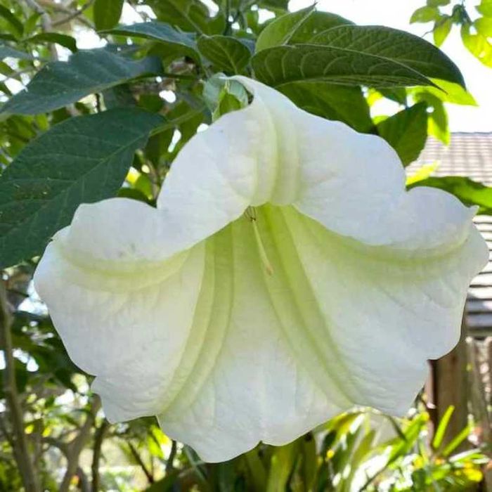 Flor Trombeta de Anjo branca