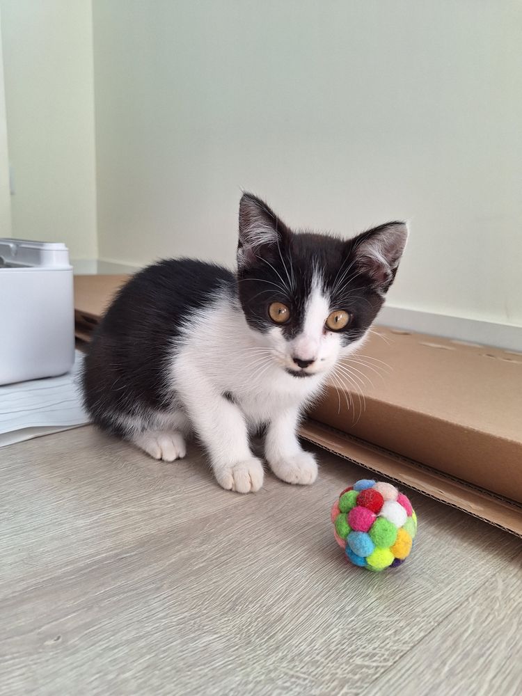 Thor gato 2,5meses para adopcao