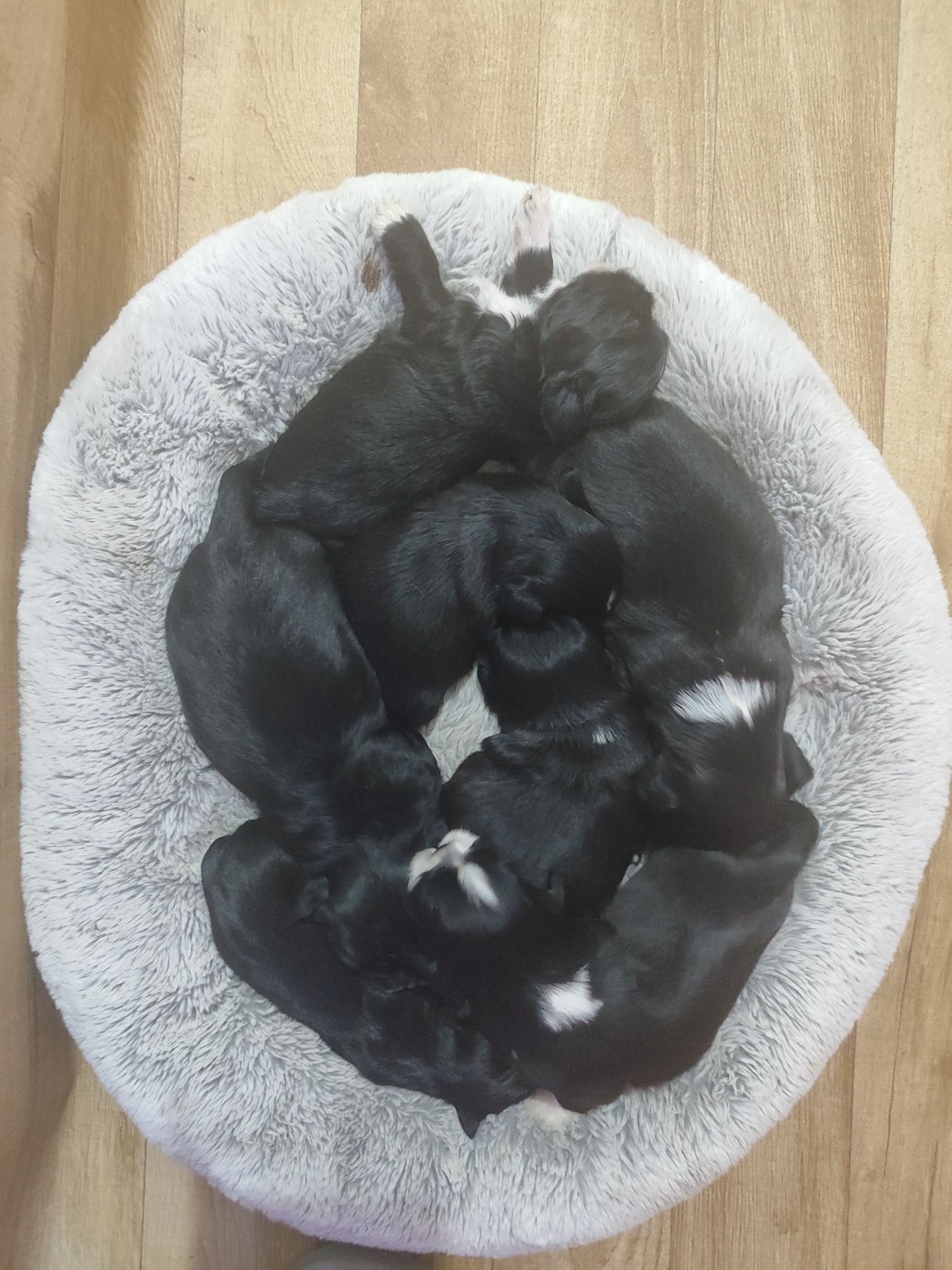 Shih tzu piesek do rezerwacji