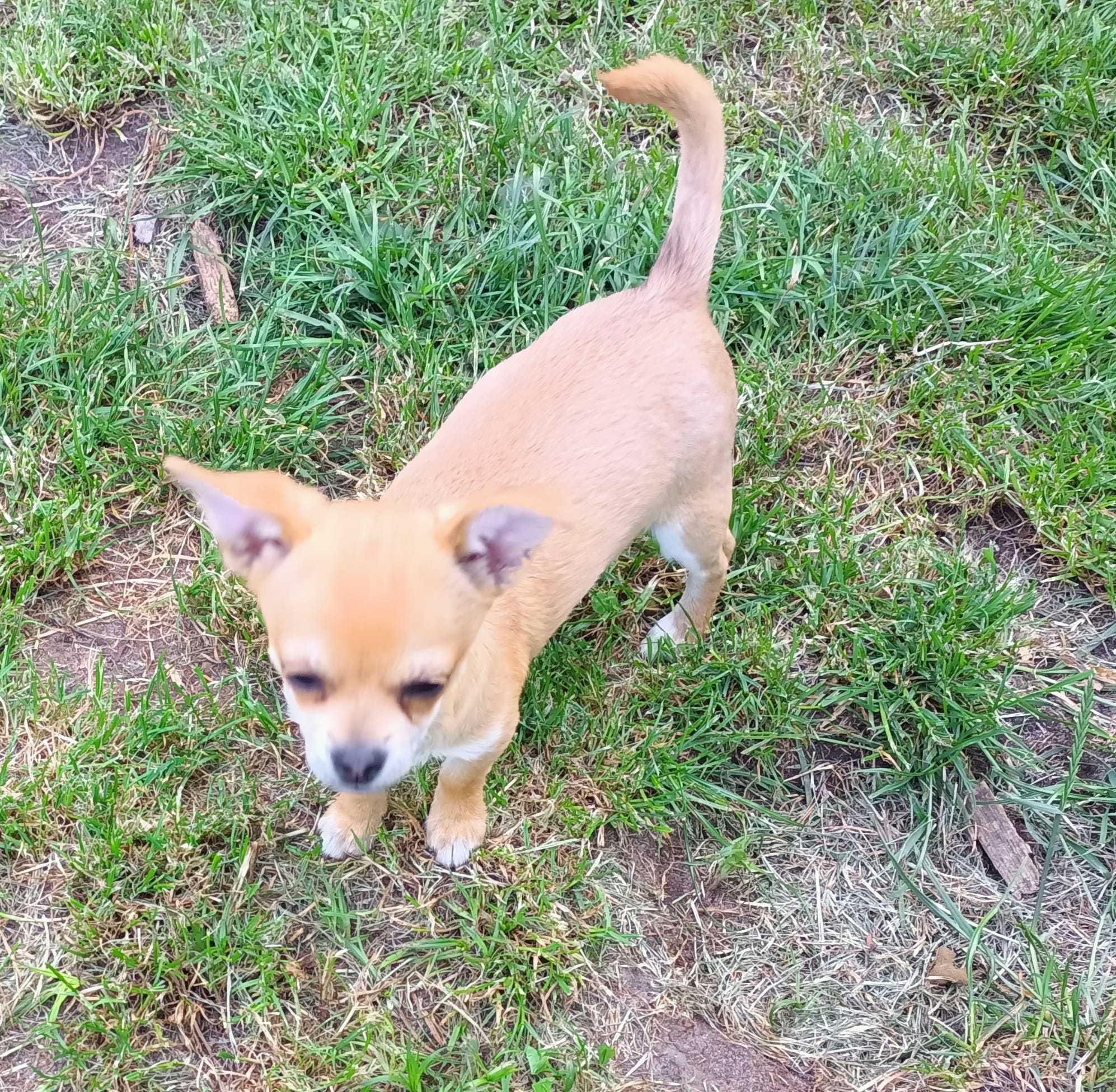 Chihuahua krótkowłosy odchowany śliczny piesek gotowy do odbioru!
