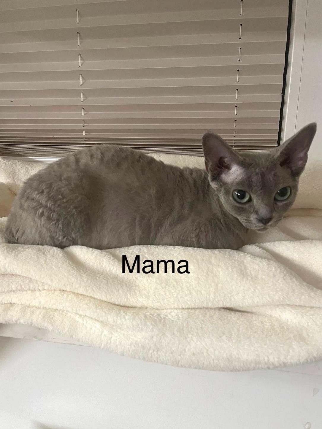 Kotka niebieska Devon Rex z rodowodem