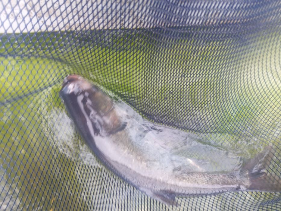 Tołpyga ryba konsumpcyjna 15 zł /kg