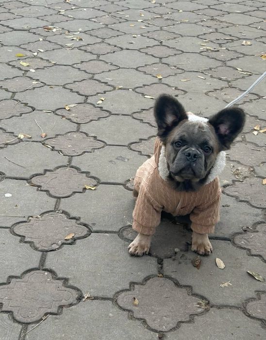 Флаффи фрвнцузький бульдог хлопець