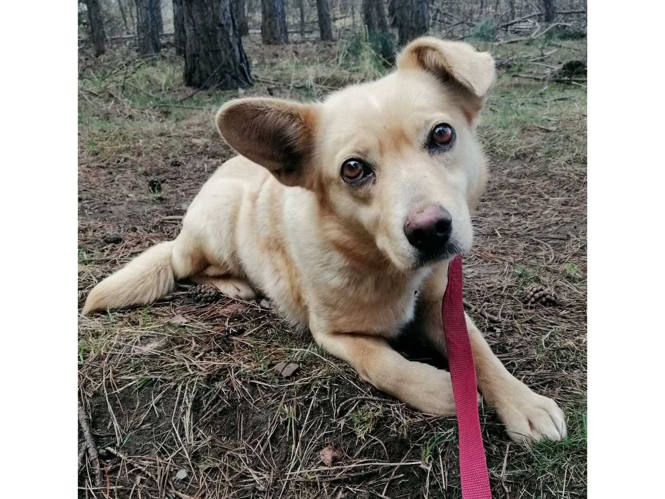Misia-nieduża (10kg), ULEGŁA, delikatna -możliwy dowóz