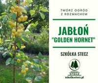 Jabłoń ozdobna - Golden Hornet - w doniczce