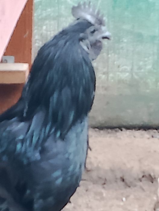 Witam mam do sprzedania koguty rasy ayam cemani