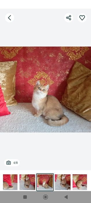 Kotek .Brytyjska złota szynszyla w kolorze ny11