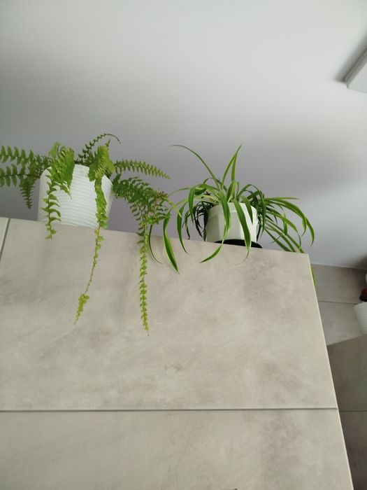 Монстера велика пишна