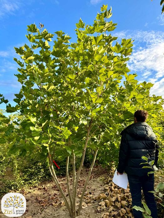 Platanus acerifolia, Platan klonolistny, wys. 350-450cm, wielopniowy