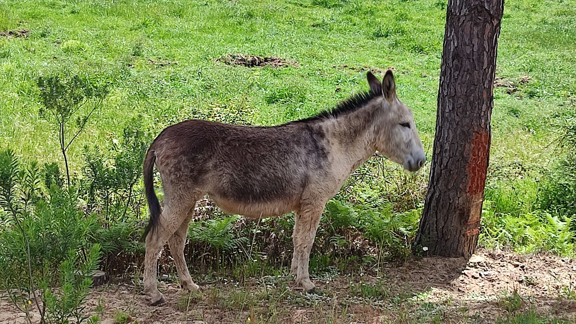 Burros,  Burras e crias