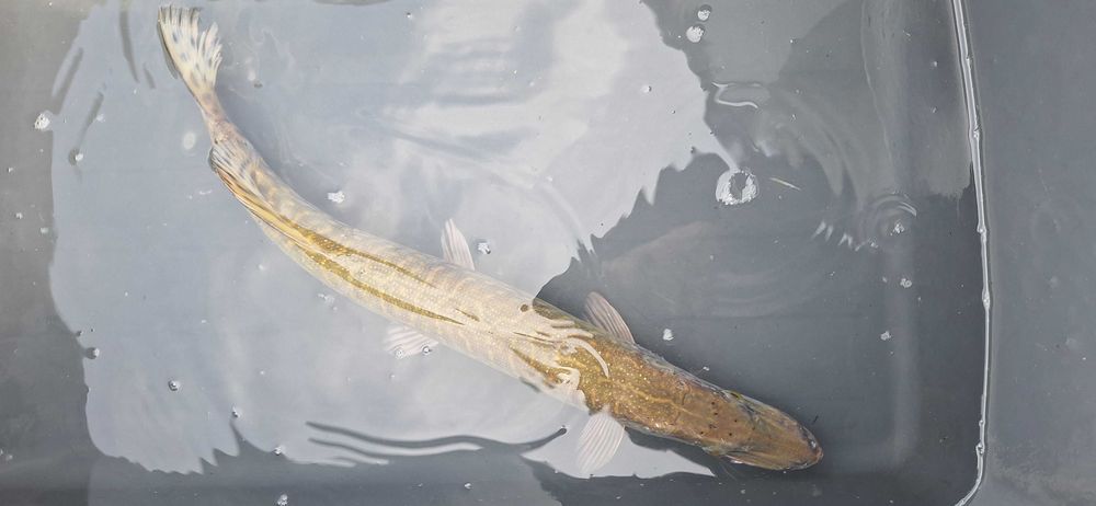 Szczupak zarybieniowy oraz duży.
