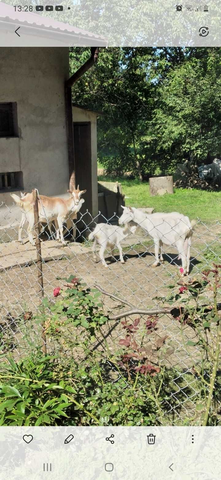 Sprzedam 2 kozy mleczne