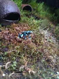 Dendrobates auratus el cope