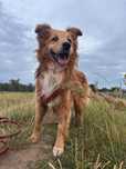 Colin – spokojny przyjaciel po przejściach. Adopcja