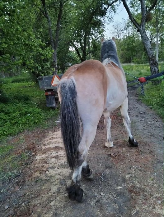 Sprzedam ogiera 2 lat