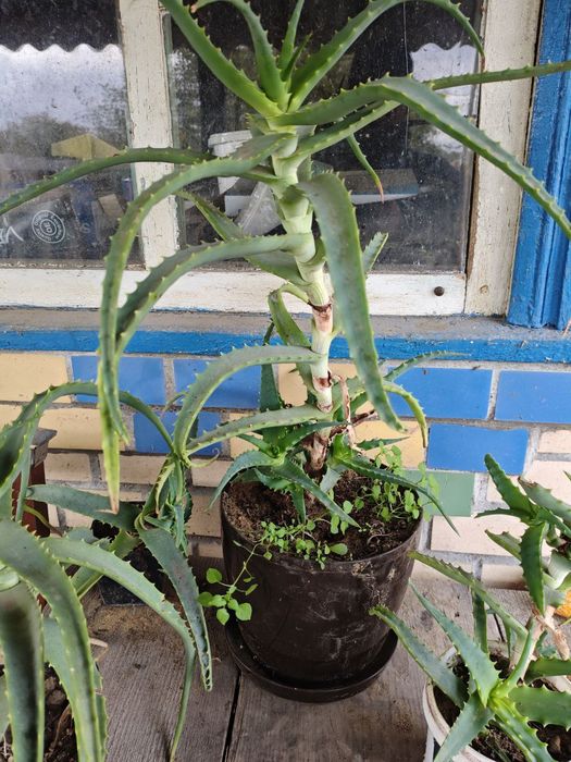 Алоє и лаврове дерево