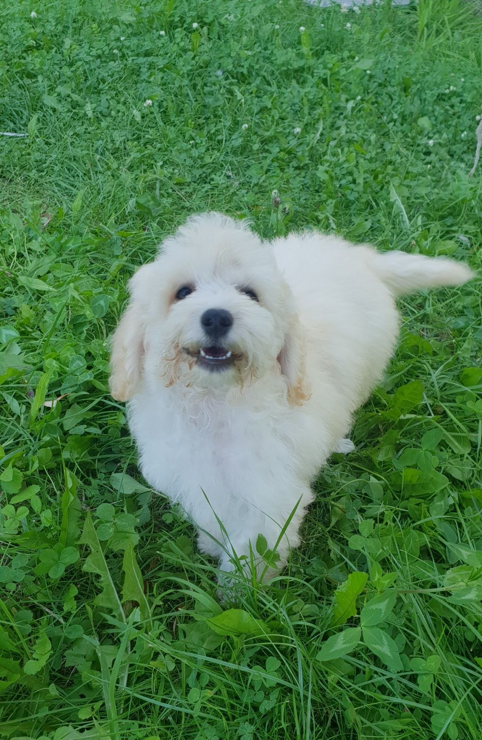Poochon/ bichpoo. Chłopczyk. Bichon Frise / pudel
