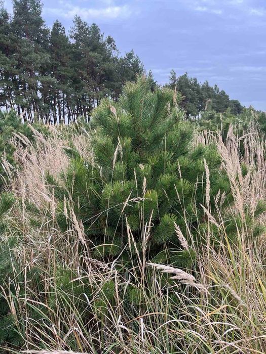 Новорічна ялинка (сосна Кримська). Новогодняя елка.