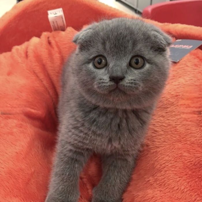 Кошенята  лагідні